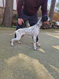 Pointer inglese femmina