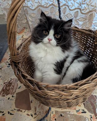 Gattino Persiano Bicolore