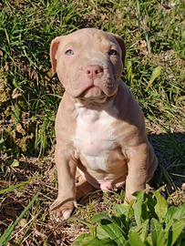 Cucciolo Pitbull champagne