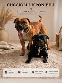 Cuccioli Staffordshire Bull Terrier Pedigree
