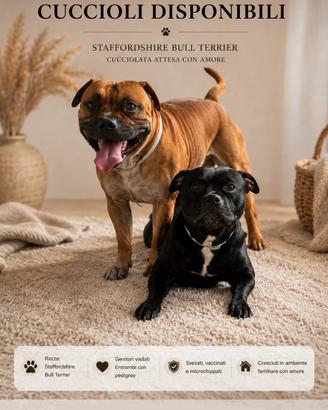 Cuccioli Staffordshire Bull Terrier Pedigree