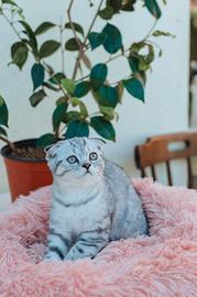 Gattine Scottish Fold e Straight