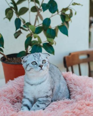 Gattine Scottish Fold e Straight