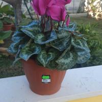 Piante ciclamini