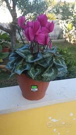 Piante ciclamini