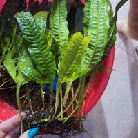 pianta acquario microsorum pteropus 