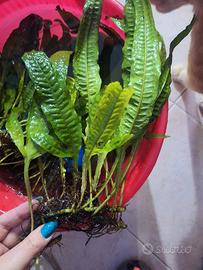 pianta acquario microsorum pteropus 