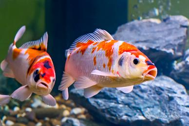 CARPE KOI