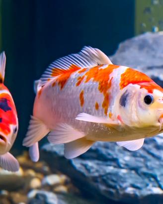 CARPE KOI