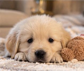 Golden Retriever - cuccioli con pedigree ENCI