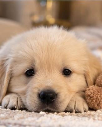 Golden Retriever - cuccioli con pedigree ENCI