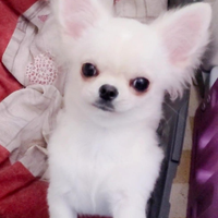 Chihuahua cucciolo con pedigree