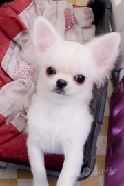 Chihuahua cucciolo con pedigree