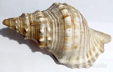 Conchiglia Tritone gigante