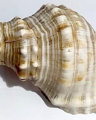 Conchiglia Tritone gigante