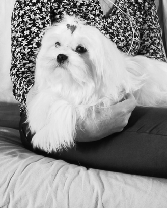 Maltese ADOZIONE ADULTA la taglia piu piccola ENCI