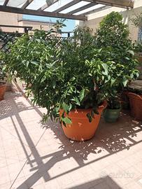 pianta di tacle