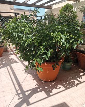 pianta di tacle