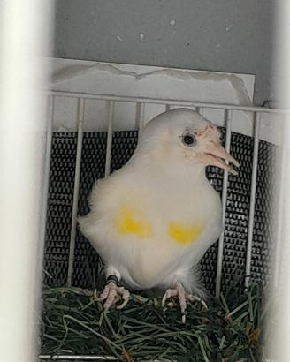 cardellina mayor 