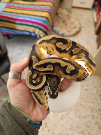 Serpente, pitone reale, python regius