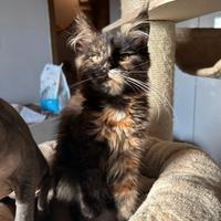 Cucciolo maine coon disponibile