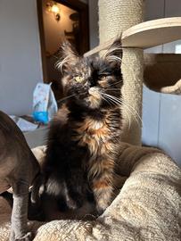 Cucciolo maine coon disponibile