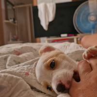 Cucciola di jack russell