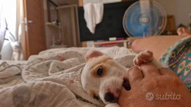 Cucciola di jack russell