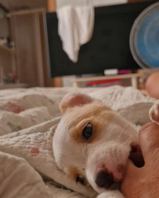 Cucciola di jack russell