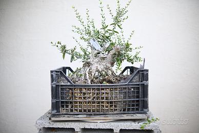 Bonsai di olivastro