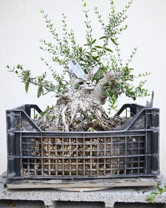 Bonsai di olivastro