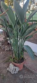 Piante di Sterlizia reginae