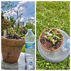 Caudex cactus pianta fiore euphorbia globosa
