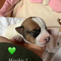 Jack Russell Terrier