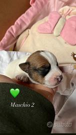 Jack Russell Terrier