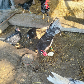 Galline razza Ancona