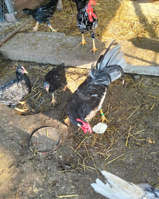 Galline razza Ancona