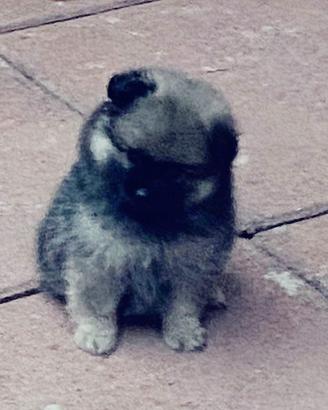 Spitz tedeschi