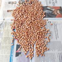 Fagioli da semina,prezzemolo da semina