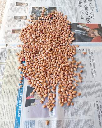 Fagioli da semina,prezzemolo da semina