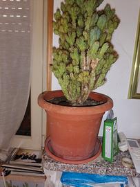  piante