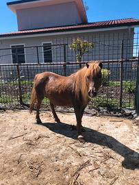 Pony femmina