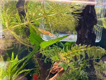 Avanotti Endler Ginga gold