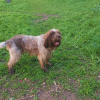 Cane Spinone Italiano di 3 anni