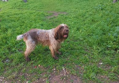 Cane Spinone Italiano di 3 anni