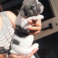 Bulldog francese blù è bianco maschietto