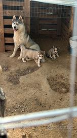 Cuccioli husky