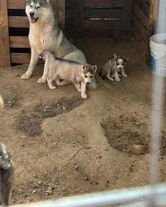 Cuccioli husky