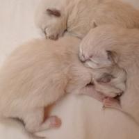 Cuccioli di Ragdoll con pedigree