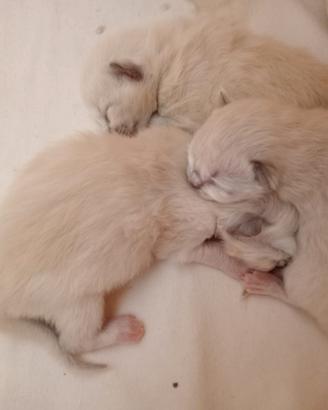 Cuccioli di Ragdoll con pedigree